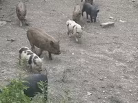 Eber, Schweine — Foto 3