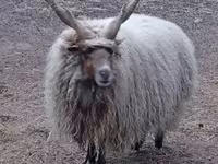Ram, Racka sheep — photo 2