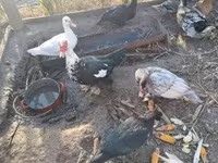 Ducks — foto 1