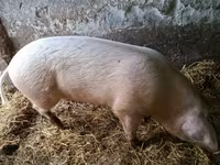 母猪, Pigs — 照片 2