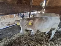 公牛, Holstein breed — 照片 3