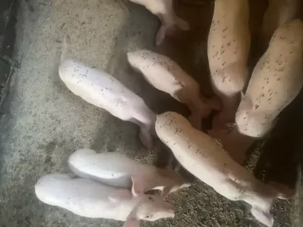 Süldőanya, Ландрас