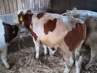 Toro, Simmental cattle — foto 4