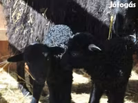 Kos, Racka sheep — 3. fotó