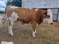 بقرة, Simmental cattle — الصورة 5