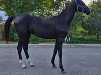 Hing, Akhal-Teke — 5. fotó