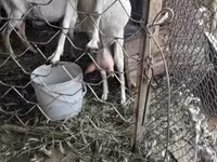 Nőstény kecske, Saanen goat — 8. fotó