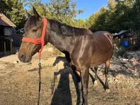 Kanca, Friesian — 1. fotó