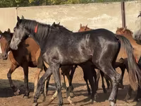 حصان, Orlov Trotter — الصورة 4