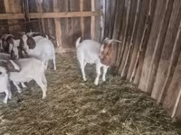 Cabro, Boer goat — foto 4