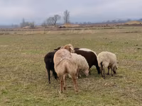 Beran, Arashan sheep — foto 3