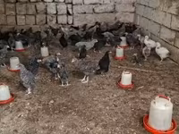 Chickens — Foto 1