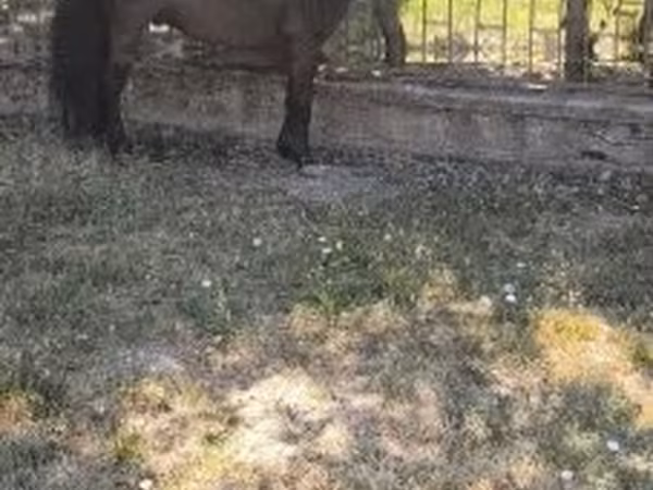 Айғыр, Australian Pony