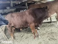 Bika, Limousin tehén — 7. fotó