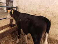 Tehén, Aberdeen-Angus — 1. fotó