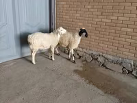 تيس, الماعز — الصورة 4