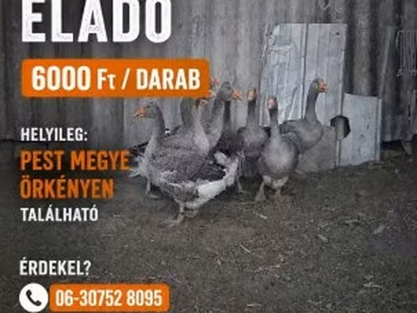 Geese — Hungary