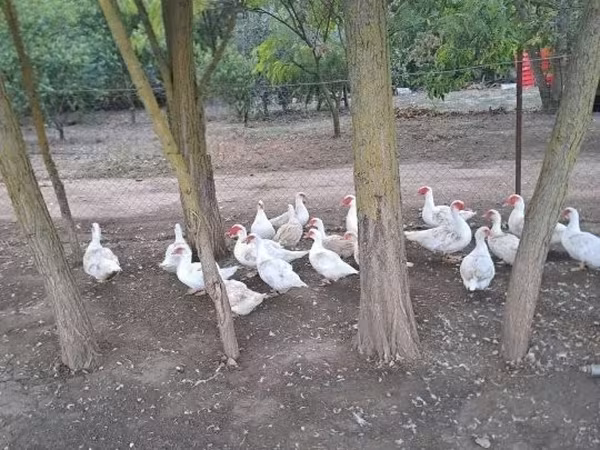 Ducks — Ungarn