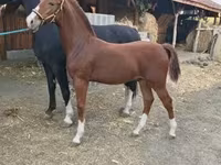 公马, Dutch warmblood horse — 照片 1