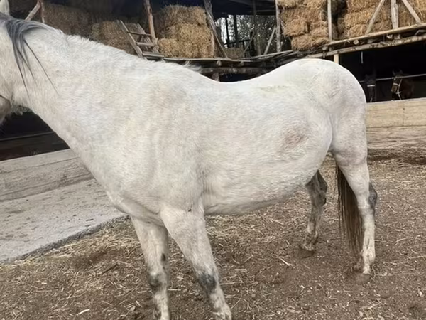 घोड़ी, Tersk horse