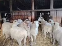 母羊, Ile-de-France sheep — 照片 3