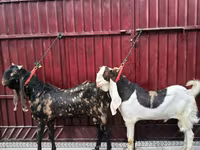 Keçi, Kamori goats — foto 3