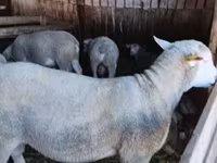 Kos, Ile-de-France sheep — 7. fotó