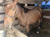 Jument, Chevaux — photo 3