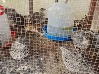 Quails — الصورة 2
