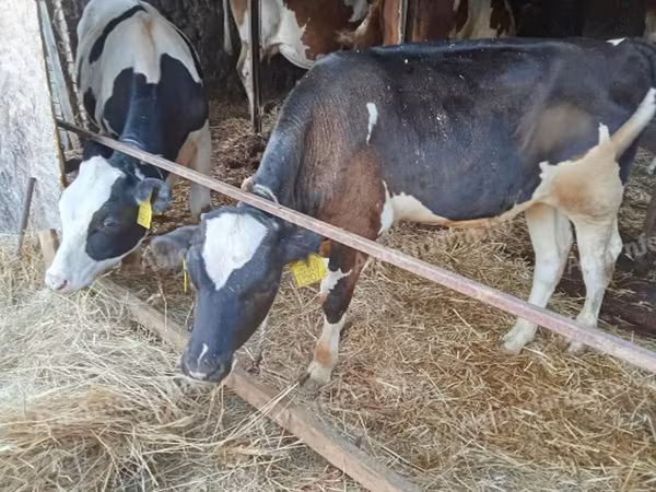 Toro, Russian Black pied cattle