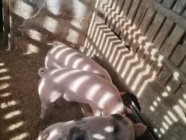 Pigs (batch, sex not specified), Pigs — Hungary