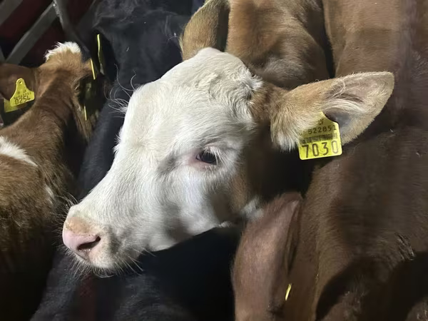 Cattle (batch, sex not specified), Simmental cattle