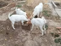 母山羊, Goats — 照片 2