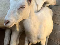 Goat, Saanen goat — photo 3