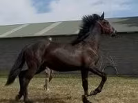 Mare, Horses — photo 3