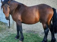 حصان, Međimurje horse — الصورة 1
