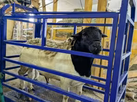 Juh, Edilbay sheep — 4. fotó