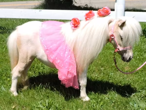 Mare, Palomino