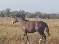 Caballo, Caballos — foto 1