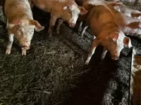 公猪, Pigs — 照片 4