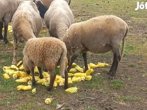 Ram, Tsigai sheep