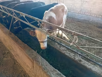 Kuh, Swiss cattle — Foto 2