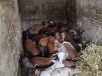 Oveja, Cameroon sheep — foto 3