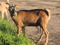 Nőstény kecske, Alpine goat — 6. fotó