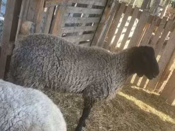 Kos, Tsigai sheep — Magyarország