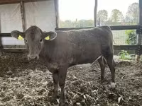 Tehén, Charolais cattle — 1. fotó