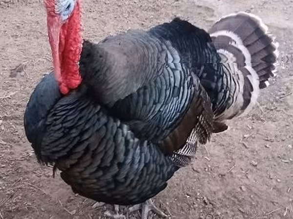 Бронзовая