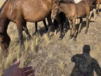 Klisna, Kazakh horse — foto 2