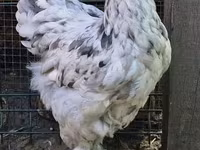 Brahma — Foto 1