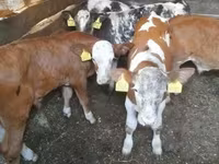 ثور, Simmental cattle — الصورة 2